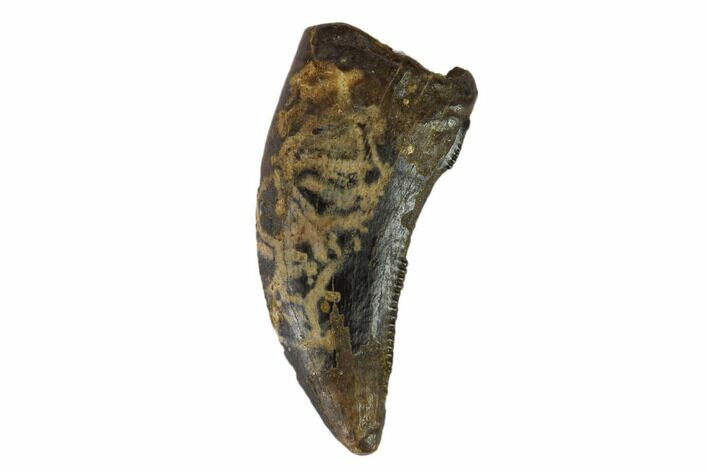 Theropod (Raptor) Tooth - Judith River Formation #133590